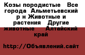 Козы породистые - Все города, Альметьевский р-н Животные и растения » Другие животные   . Алтайский край